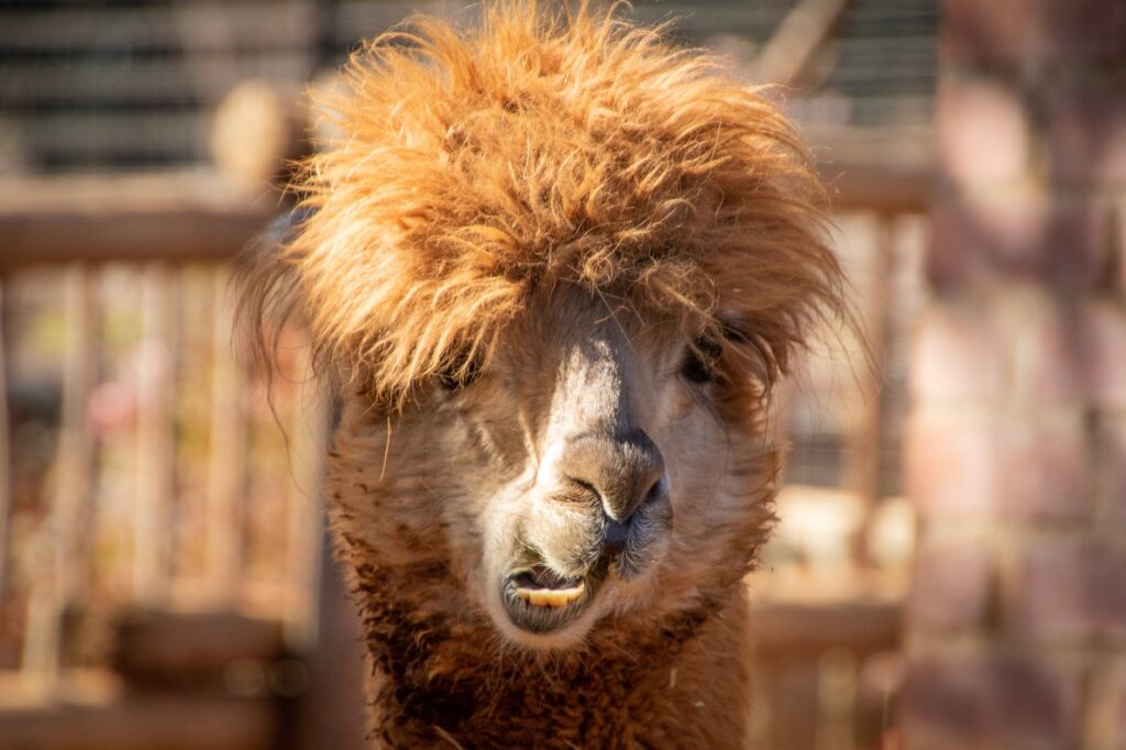 shallow focus photography of brown llama