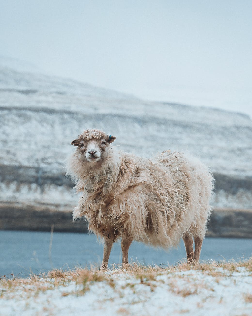 sheep on pasture in countryside in winter