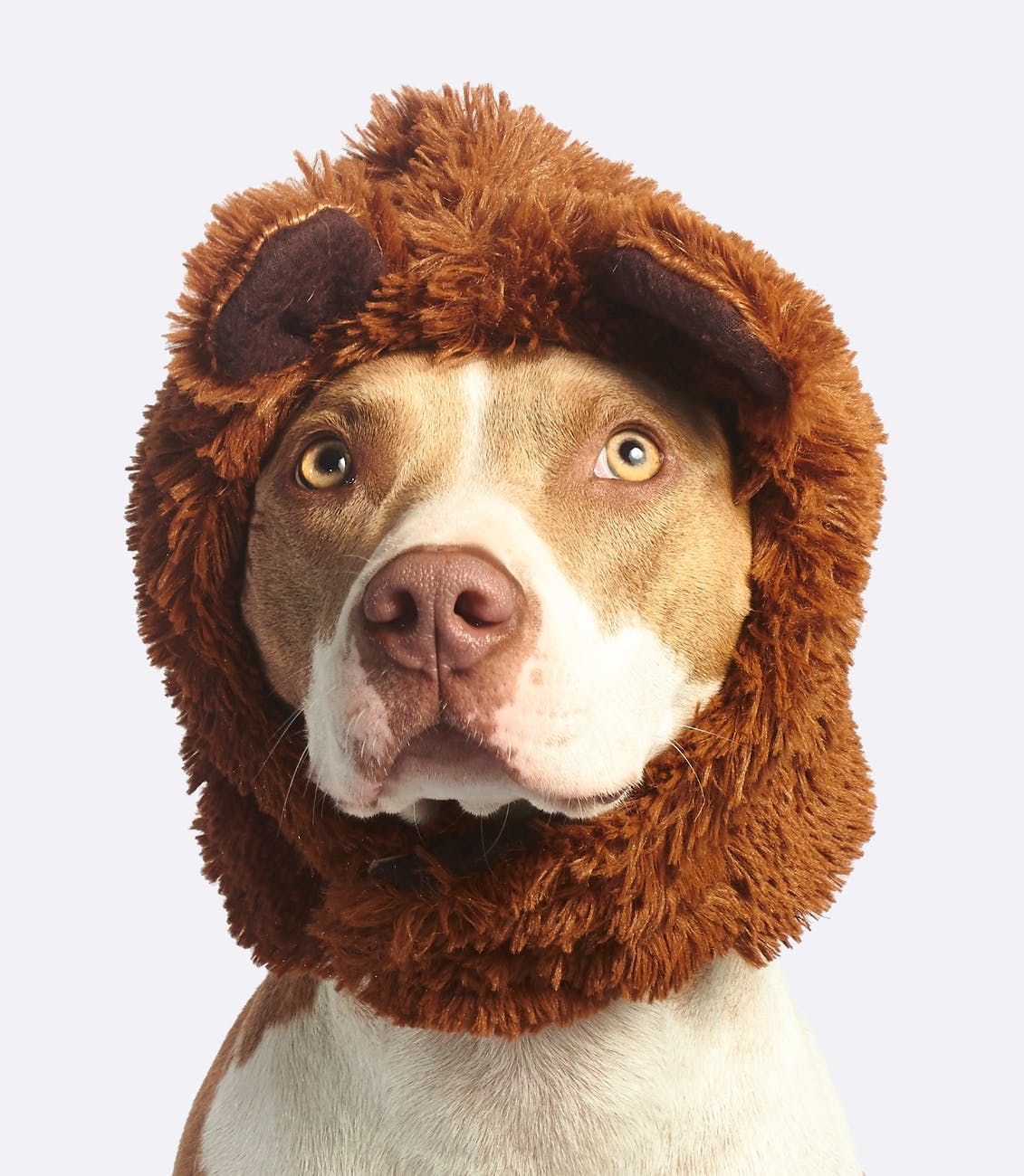 dog with brown faux fur headband