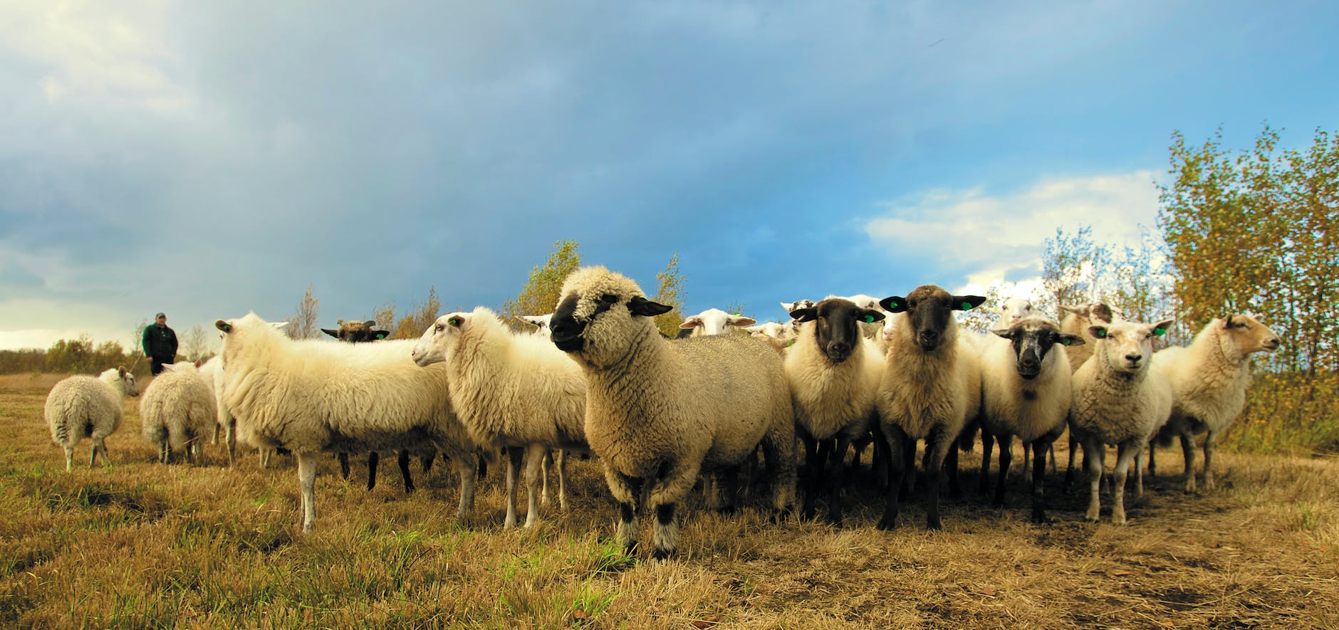 flock of sheep in field under blue sky